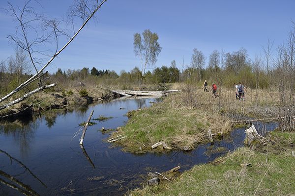 meklejot-magiju-noslepumainajos-entu-mezos-igaunija-13