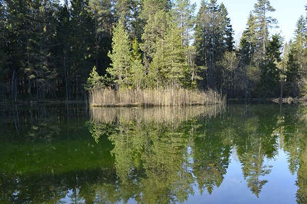 meklejot-magiju-noslepumainajos-entu-mezos-igaunija-2