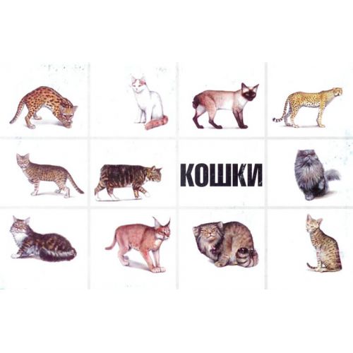 Kaķi