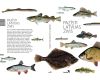 Book Pazīsti Latvijas zivis