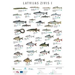 Plakatas Latvijas Zivis I