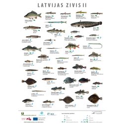Plakāts Latvijas Zivis II