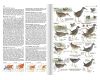 Grāmata Putnu noteicējs 2. papildinātais izdevums