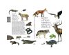 Book Pazīsti Latvijas abiniekus, rāpuļus un zīdītājus