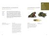 Grāmata Pazīsti Latvijas abiniekus, rāpuļus un zīdītājus