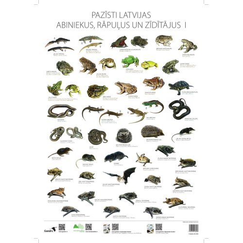 Poster Pazīsti Latvijas abiniekus, rāpuļus un zīdītājus I