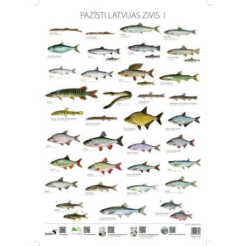 Poster Pazīsti Latvijas zivis I