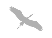 Shining logo